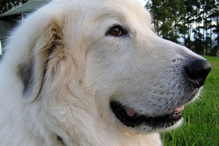 Pyrenean mountain dogs attacking tourists | Dream Dogs Stud Dogs News