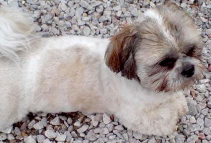 shih-tzu-puppy1