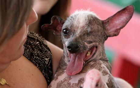 ugly dog breeds. Just as one ugly dog looks for