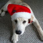 christmas-dog christmas-dog