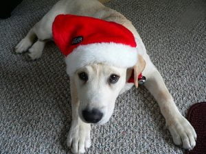 christmas-dog