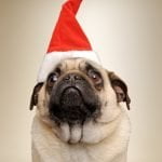 christmas-dog-pug-santa-hat-1 christmas-dog-pug-santa-hat-1