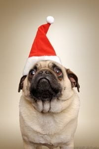 christmas-dog-pug-santa-hat-1