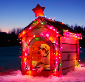 christmasdog