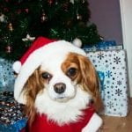 cute_christmas_dog cute_christmas_dog