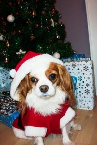 cute_christmas_dog