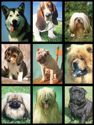 dog breeds list with pictures. Top of the list was