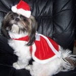 santa_dress santa_dress