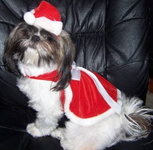 santa_dress