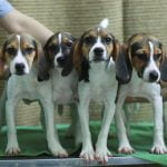 South Korea Cloned Dogs