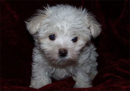 maltese-puppy-2.jpg