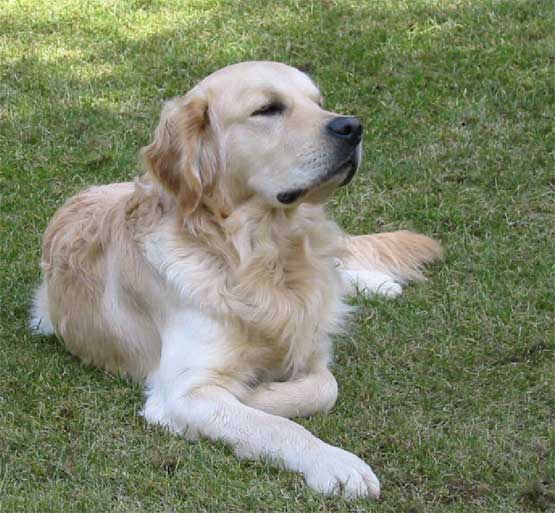 What is the difference between a Labrador and a Golden Retriever?