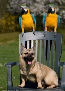 parrots-and-dog