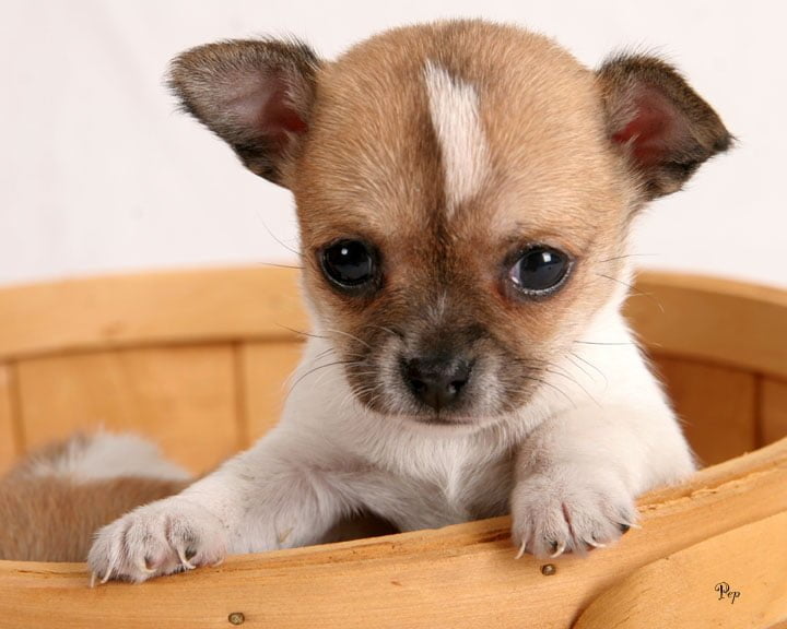  Image of Chiwawa Puppies For Sale In Pa