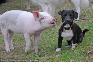 prudence pig and dog