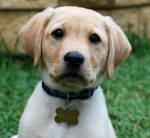 cheeky labrador puppy