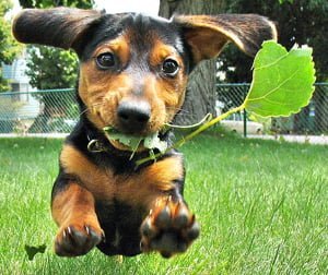 pet-photograph pet-photograph