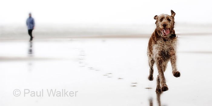 pet-photography pet-photography