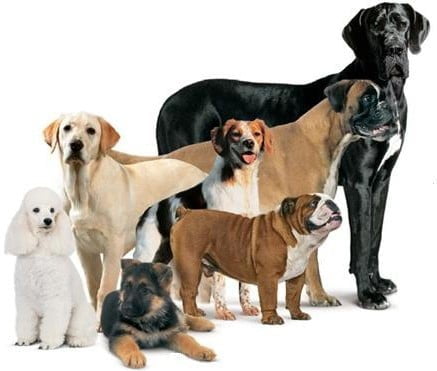 dogs breed pics. dog-reeding