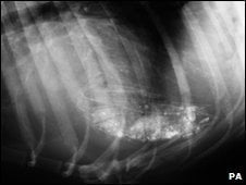 dog eats football xray