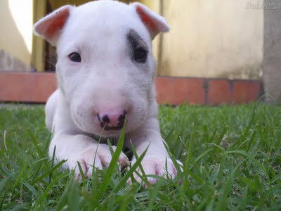 [Image: english_bull_terrier-puppy.jpg]