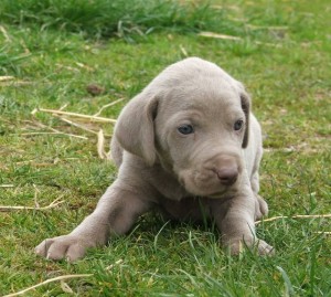 Weimaraner_puppy