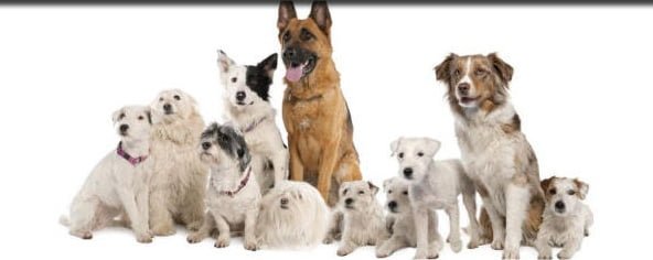 breeds of dogs. correct dog breed for you