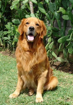 golden retriever. Golden Retriever Breed Profile