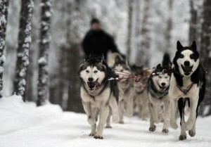 Huskies pulling a sled