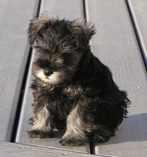 Pictures of Miniature Schnauzer