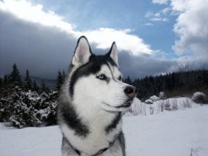 Typical Siberian Husky facts