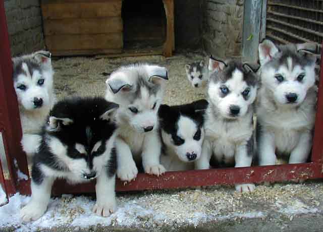 siberian husky puppies, 9.1 out 