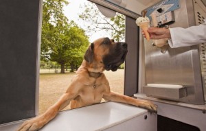 dog gets an ice cream