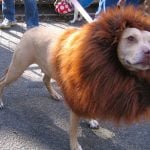 Lion Halloween costume for a dog