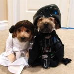 Star Wars dog costumes