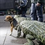 crocodile-dog-costume1