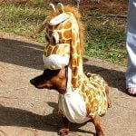giraffe-wiener-dog