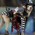 pirate dog costume