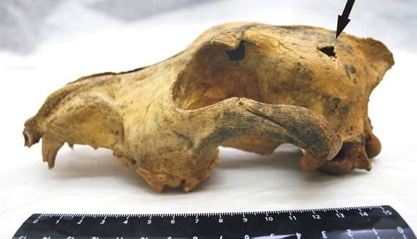 Wolves became dogs without much human design