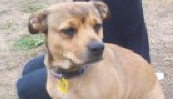 Abandoned dog hopes to find new home