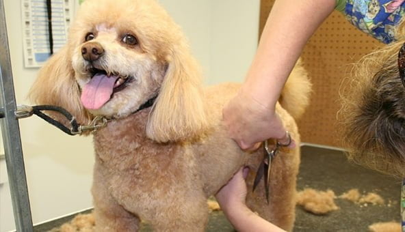 Basic dog grooming tips for you