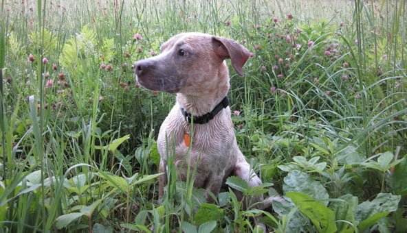 Top tips to enjoy exercising dogs in the countryside