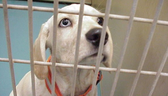 Be honest when choosing a dog