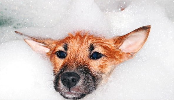 Top three areas to check on your dog’s hygiene