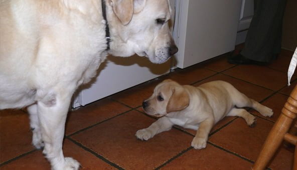 Should you take in an older dog or a puppy?