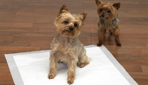 Teach your puppy to sit