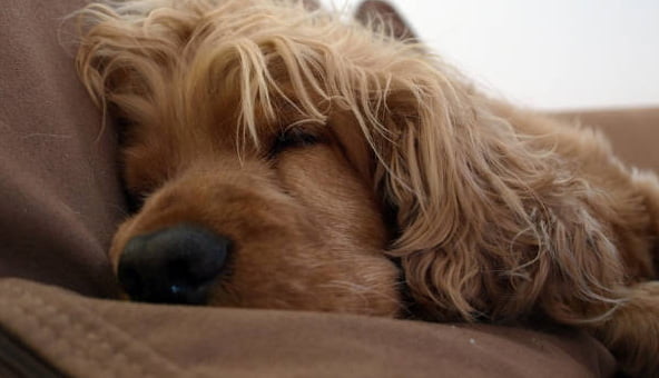 Dogs naturally calm nerves