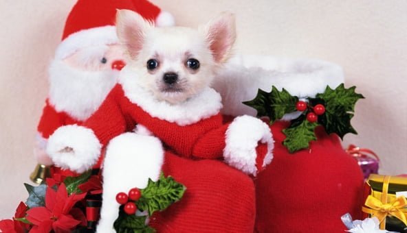 Being a responsible dog owner