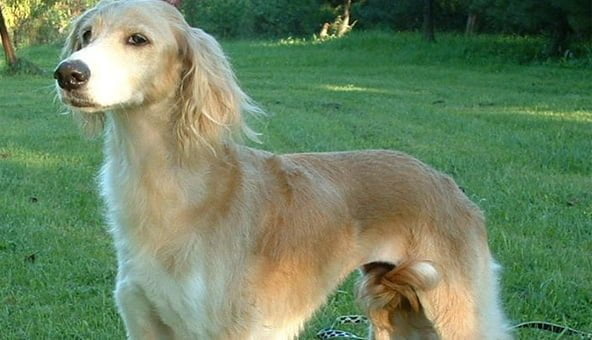 A bit about unusual dog breeds