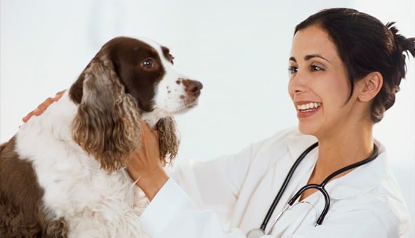 So it’s time for the vet